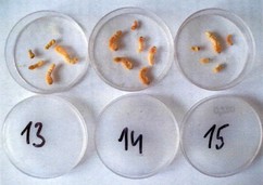 Obr. 10: Dokumentace nainfikovanch vzork, metoda tpn a kontrola mortality larev po sanaci vetn RTG snmku