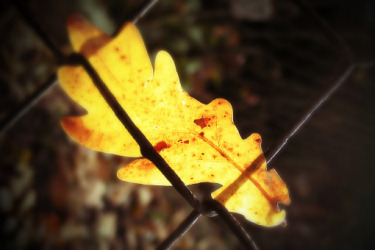 Autor: Jaroslav Holub - Uvznn krsa. Podzimn dubov list zachycen ve starm plot z pletiva