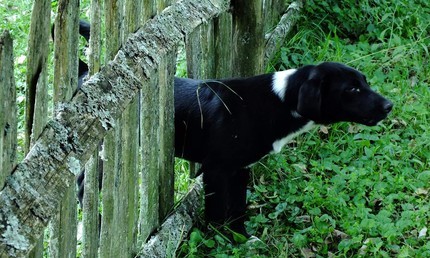 Autor: rka Polkov - Ploty poskytuj bezpe tm uvnit i tm venku. V esk vesnici Rovensko v rumunskm Bantu maj psi volnost, plot neplot.