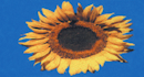 logo akce