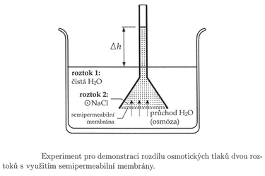Obr. 13 Experiment demonstrujc vznik osmotickch tlak v ppad, e jsou semipermeabiln – polopropustnou membrnou oddleny dva roztoky s rznou koncentrac chloridu sodnho.