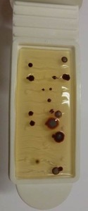 Obr. 4 Podlahový konvektor a z něho odebrané a vykultivované vzorky bakterií (na žluté destičce) a plísní (na růžové destičce)
