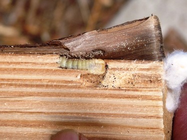 Obr. 9 – Larva tesaka krovovho