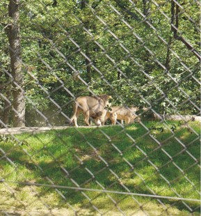 Lví pár si užívá nový domov