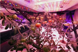 Prototyp chytrého osvětlovacího systému pro zahradnictví od společnosti Osram. Fotografie: NASA