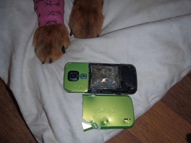 Obrázek č. 3: Mechanické poškození mobilního telefonu – rozkousání psem (Zdroj: HZS Libereckého kraje)