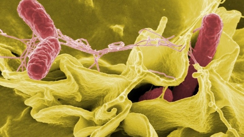 Invaze intracelulárně žijící bakterie dovnitř buňky, zdroj: fotobanka Pixabay 