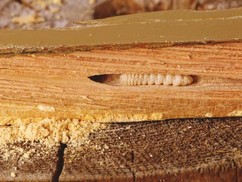 Tesak krovov - larva