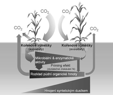 Obr. 1 Diskriminace psunu rostlinnch uhlkatch investic koenovmi vmky (Root exudation) vyvolan zvyujc se dvkou prmyslovho dusku (N fertilization), kter sice vrazn zvyuje nadzemn produkci rostlin, ale na druh stran sniuje mikrobiln a enzymatick aktivity v pd (Microbial & enzyme activities) za souasnho snen rychlosti rozkladu pdn organick hmoty (SOM decomposition) a uvolovn CO₂ z pdy (ka ipek je mrn me danho procesu; podle Kumar et al., 2016).