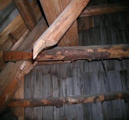 Obr. 28: Použití nekvalitního a neodkorněného dřeva při opravě konstrukce – zavlečení dřevokazného hmyzu do konstrukce (tesařík krovový)
