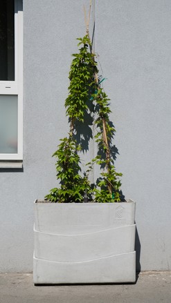 Zelené fasády BeRTA ve Vídni © Julia Beck – tatwort