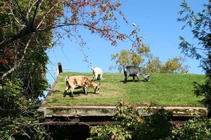 Kozy pasoucí se na zelené střeše