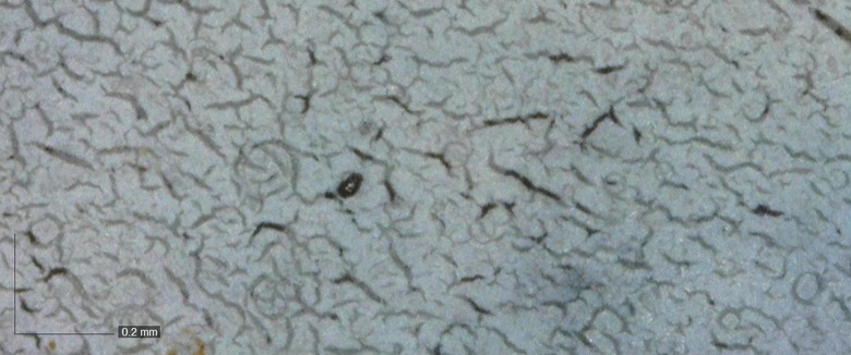 Obr. 8 Mikrofotografie povrchu flie po cca 15let expozici povtrnostnm vlivm s vraznou krakel povrchu, ale bez projevu zlomovch trhlin