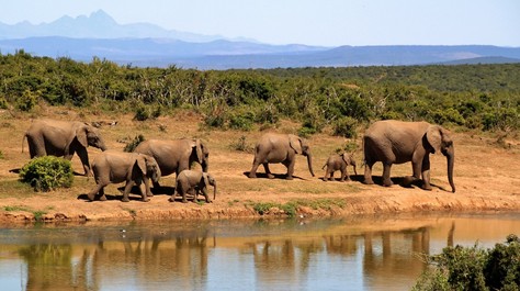 Vodu potřebují všichni, Zakouma National Park je domovinou 4 000 slonů