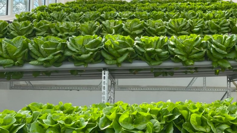 Hydroponické pěstování salátu, foto redakce