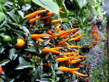 ivá vertiklní zahrada s paprikami – FLOWER COMPANY