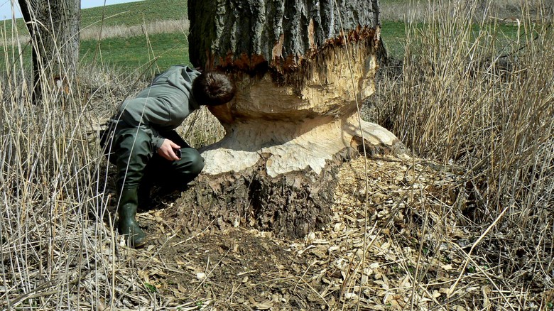 Prmr znienho kmene stromu vypovd o jeho vku (Foto – Povod Moravy, s. p.)