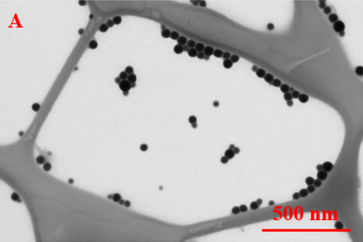 Obr. 4a: Se nanočástice z elektronového mikroskopu (STEM) SeNP ve dvou různých zobrazovacích polích: A) 2,07 μm. Průměrná velikost částic SeNP je ≈ 45 nm (VUT Brno)