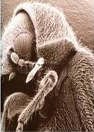 Obr. 4b: Dospělec červotoče proužkovaného (Anobium punctatum L.) [9]