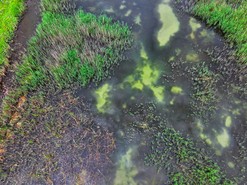 Npadn zbarven vody v jezerech (Fotografie – Michal Brandejsk)