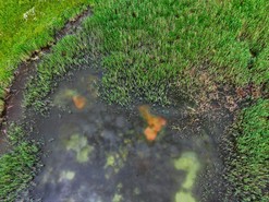 Npadn zbarven vody v jezerech (Fotografie – Michal Brandejsk)