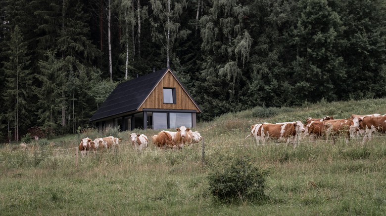 Fotografie domu z dlky (od fotografky Natlie Hilgertov)