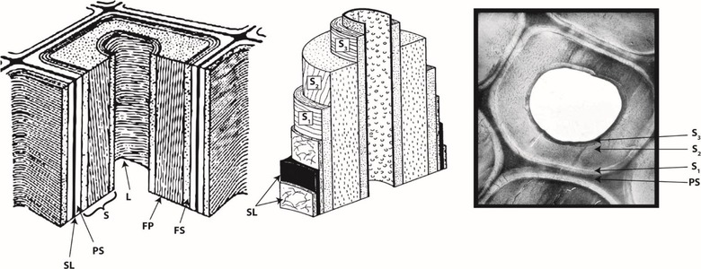 Obr. 6: Struktura bunn stny: SL – stedn lamela, P – primrn stna, S₁, S₂, S₃ – vrstvy sekundrn vrstvy, L – lumen, FP – podln uloen fibrily celulzy, FS – spirlov uloen fibrily celulzy, ez bunnou stnou a mikroskopick snmek bunn struktury s vyznaenm jednotlivch vrstev [11]