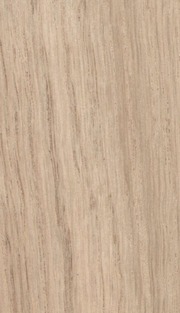 Obr. 1c: Pohled na tangenciln ezy devinami. Dub (Quercus). (Zdroj: Lexikon dev, LDF Mendelu)