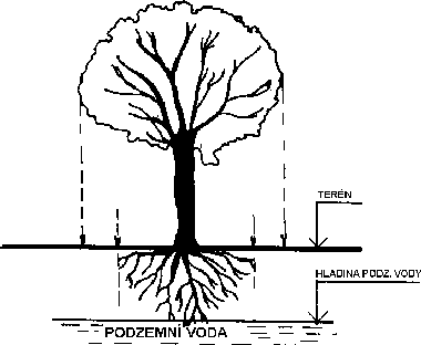 Obr. 6. Schéma půdorysu koruny a zakořenění stromů v hluboké půdě s hladinou podzemní vody mimo dosah nejhlubších kořenů