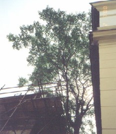 Obr. 2. Jasan si razil cestu vzhůru za světlem v úzké proluce