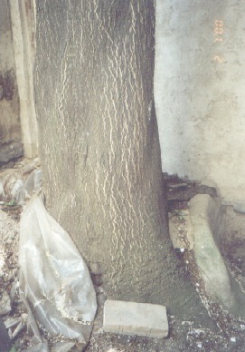 Obr. 3. Pata kmenu v blízkosti štítové stěny objektu