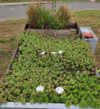 Obr.&nbsp;5a. Vliv p��tomnosti biocharu z&nbsp;�ist�rensk�ho kalu bohat�ho na nutrienty v&nbsp;substr�tu pro zelen� st�echy. Fotografov�no 08/2022 – dva roky po zalo�en�.