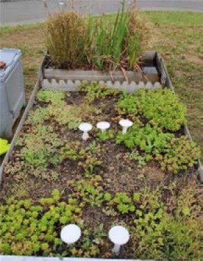 Obr.&nbsp;5b. Plocha bez biocharu. Fotografov�no 08/2022 – dva roky po zalo�en�.