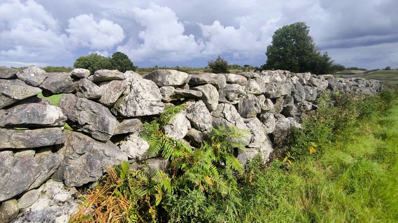 Zídky z karbonového vápence – oblast Galway. Foto: Petr Brandejský Zídky z karbonového vápence – oblast Galway. Foto: Petr Brandejský