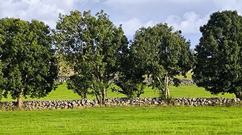 Všudypřítomné nekonečné zídky z vápence – oblast Galway. Foto: Petr Brandejský