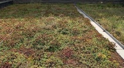 Obr.&nbsp;2 Vývoj rozchodníkového koberce s&nbsp;následnou údržbou: b)&nbsp;po 3,5&nbsp;letech – údržba provedena dosypáním suchých míst substrátem a&nbsp;doplněním řízků z&nbsp;téže střechy na prázdná místa (zdroj: archiv ČVUT UCEEB)