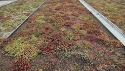 Obr.&nbsp;3 Testovací pole – vývoj vegetace založené pomocí řízků s&nbsp;následnou údržbou: b)&nbsp;po 3,5&nbsp;letech (zdroj: archiv ČVUT UCEEB)