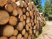 Hitem těchto dní je samovýroba dřeva, foto redakce