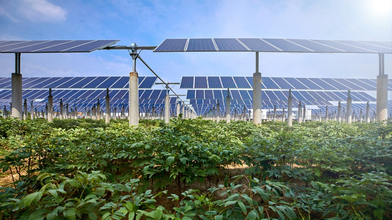 Agrovoltaika snadno a s podporou dotace - kompletní služby Photon Energy