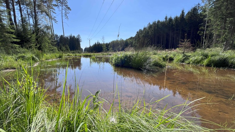 Tůně v ochranném pásmu vedení VN na Rokycansku, foto: ČEZ Tůně v ochranném pásmu vedení VN na Rokycansku, foto: ČEZ