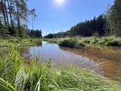 Tůně v ochranném pásmu vedení VN na Rokycansku, foto: ČEZ